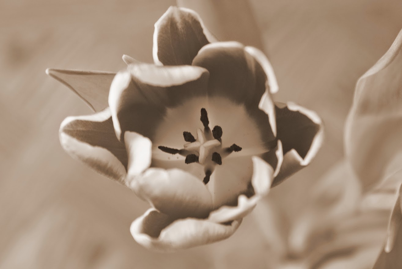 black and white tulip